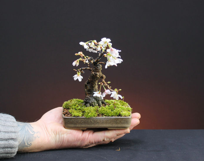cherry bonsai